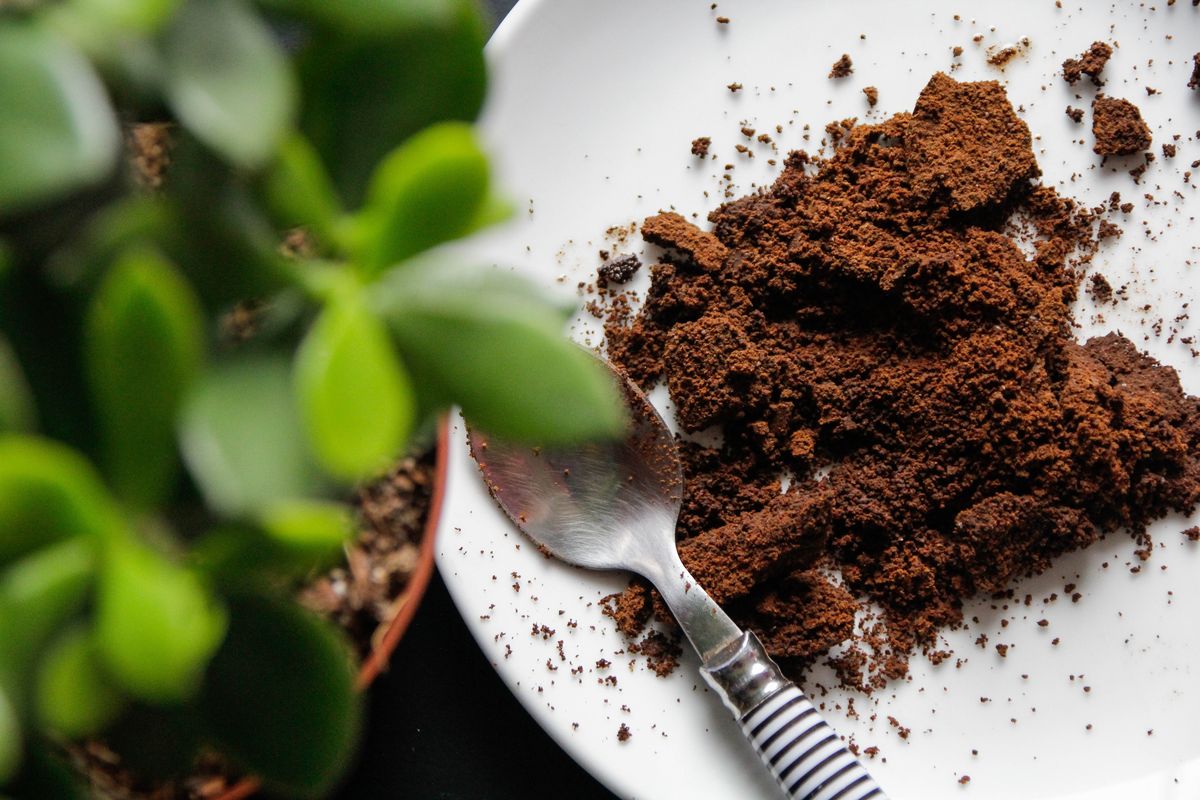 From Compost to Cooking: The Ultimate Guide to Reusing Coffee Grounds